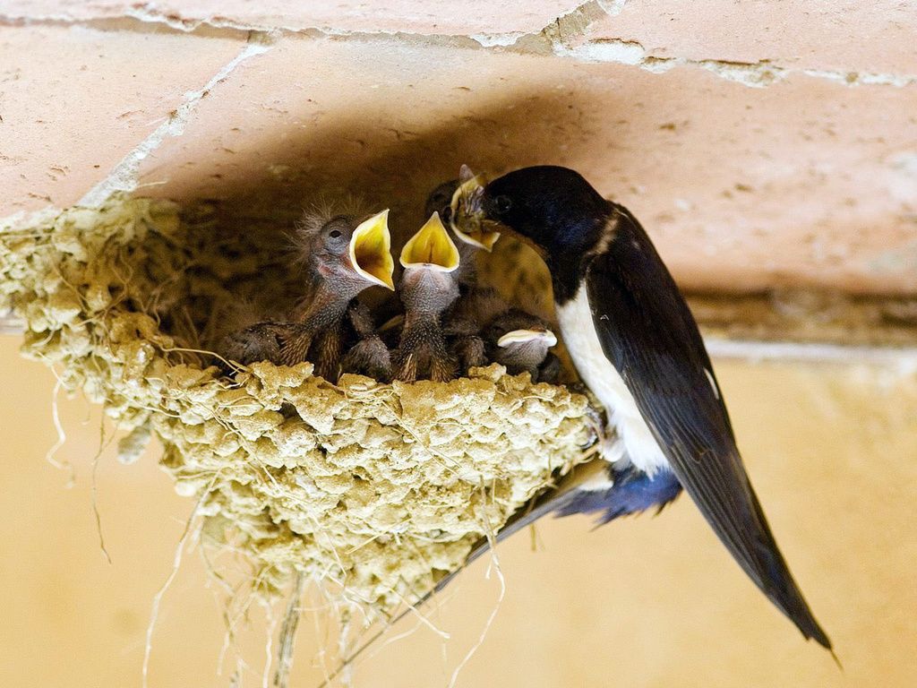 «Балажан» қарлығаш