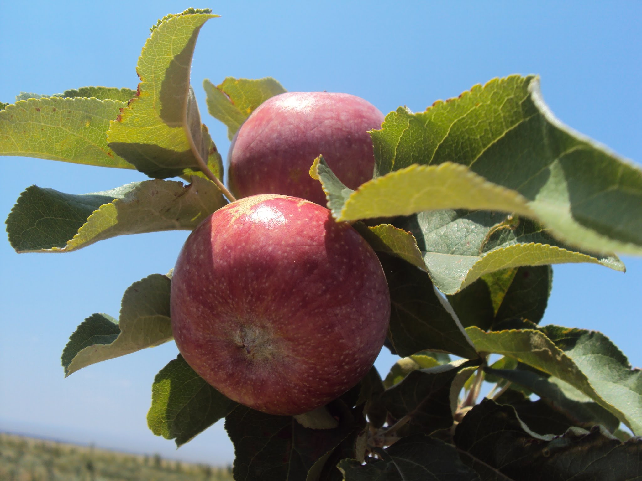 Ақтөбе облысында алма бағы отырғызылмақ