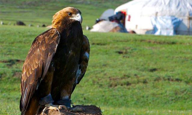 ​Қыранның – бас, тұмсық, танау, көз, қанат-қауырсын сындары 