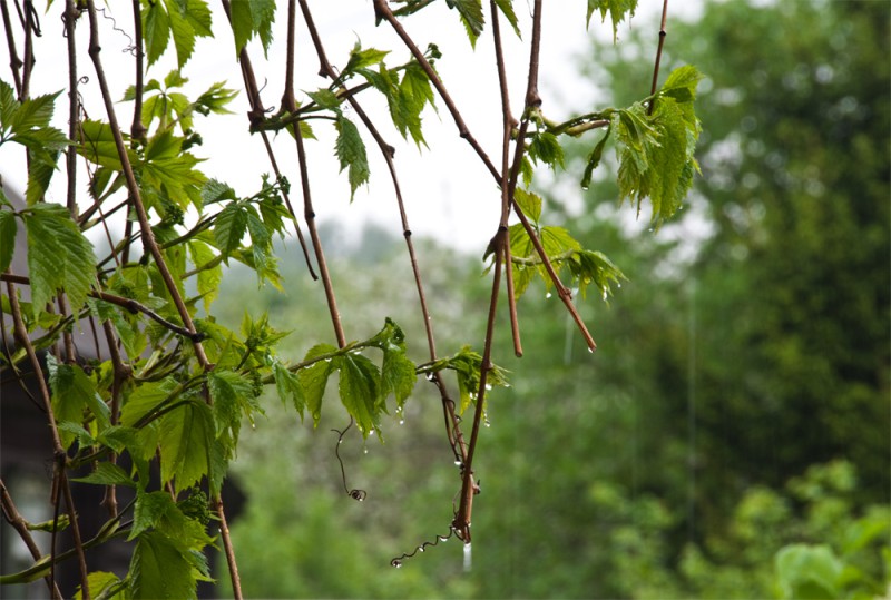 Еліміздің басым бөлігінде ауа райы құбылмалы болады