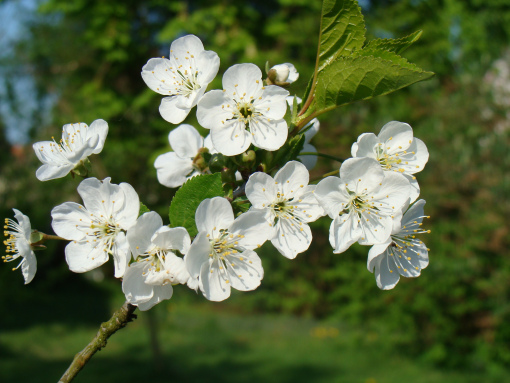 Бүгін еліміздің аймақтарында жауын-шашын болмайды