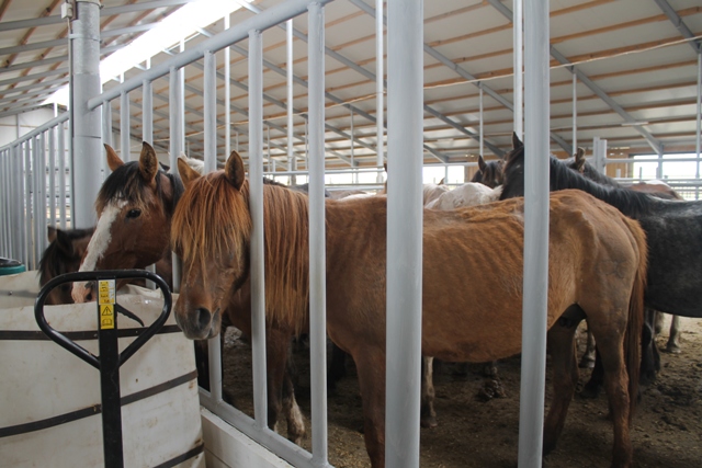 Құрғақ саумал өнімі нарыққа шықты