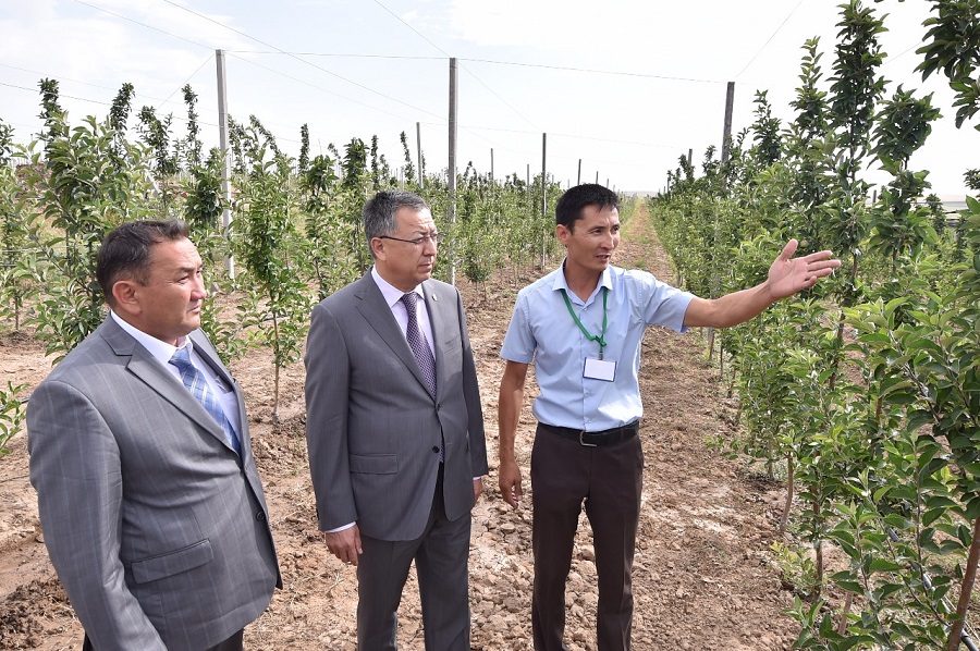 Оңтүстік Қазақстанда екі мың гектарға қарқынды бау егіледі