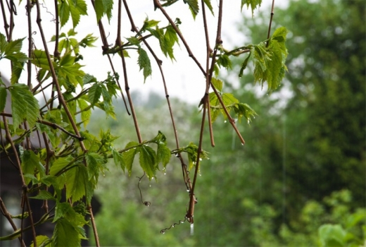 Бүгін еліміздің барлық аймақтарында құбылмалы ауа райы сақталады