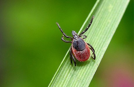 Көзге түспейтін кенелер бар