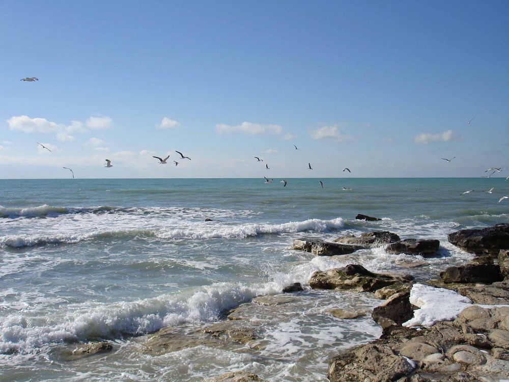 Теңіздегі тарлан