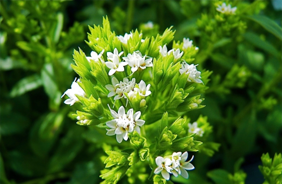 Таразда студенттер қант диабетіне қарсы дәрілік өсімдіктер өсіруде