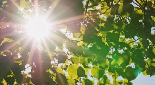 Алдағы күндері 41 градусқа дейін күн ысиды