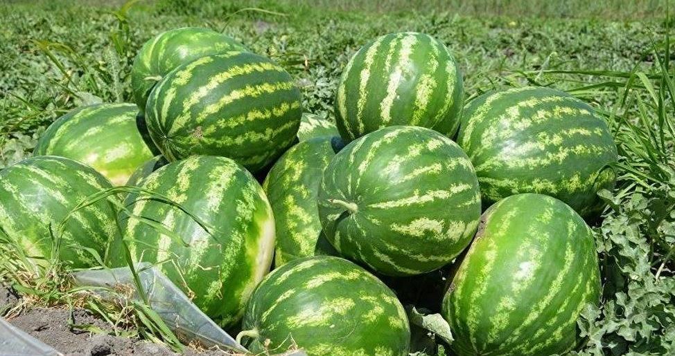 ОҚО-дағы жаушықұмдық жастардың жоспары көп