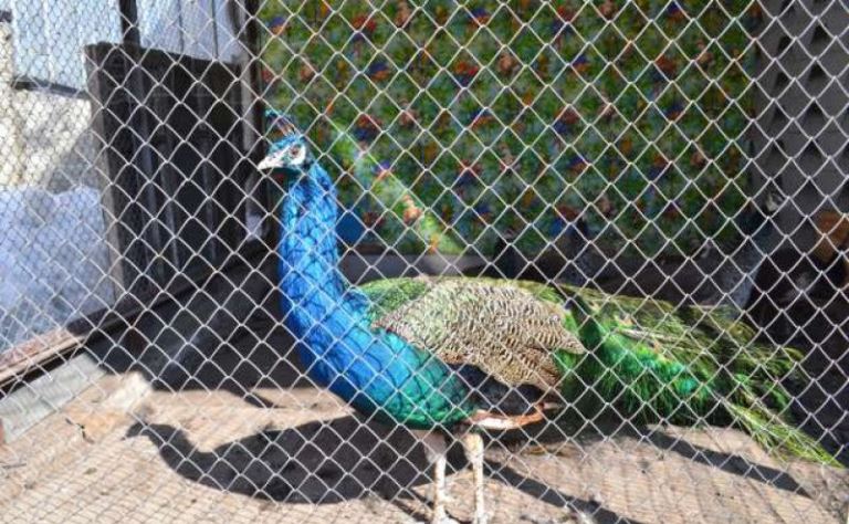 Үнді тауысы, қытай қырғауылы