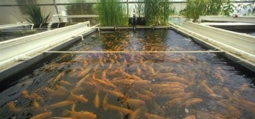 Кәсіби балық шаруашылығы қолға алынды