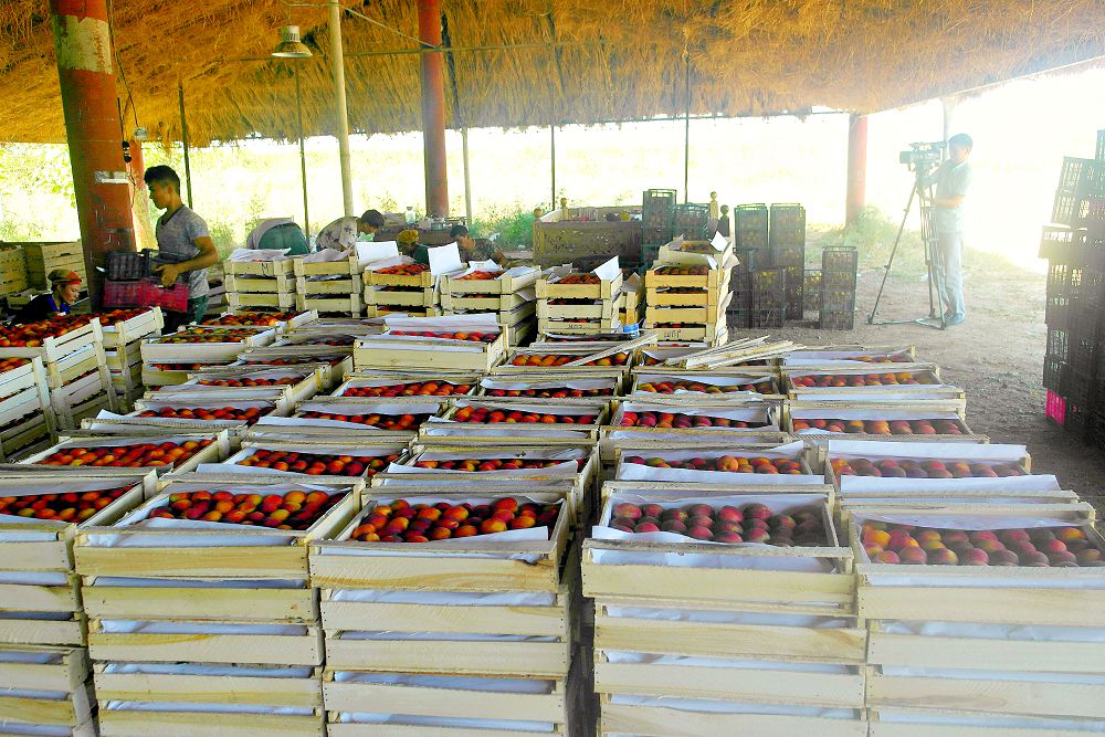 Мақтаралдық шаруалар 2766 тонна жеміс пен жүзім жинады