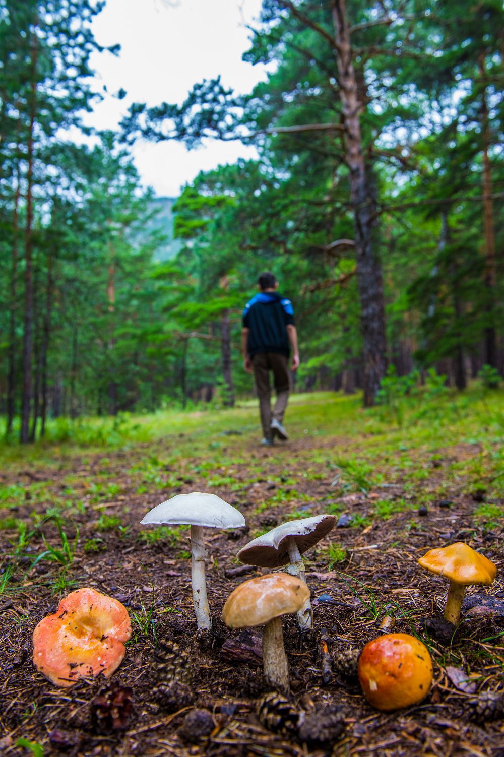 Ел ардағына екі ән арнады