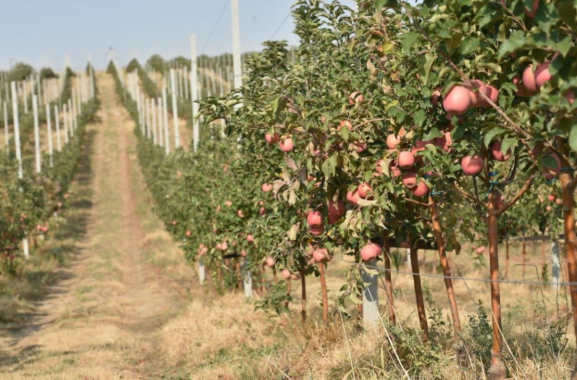 Сарыағаш ауданында қарқынды бау көлемі артып келеді