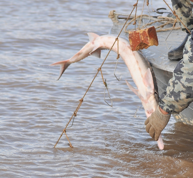 Үкімет басшысына Қиғаш өзені мәселесі бойынша депутаттық сауал жолданды