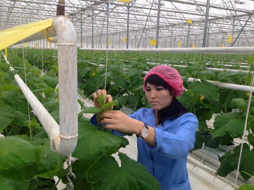 Еліміздегі ең ірі жылыжай – Оңтүстікте