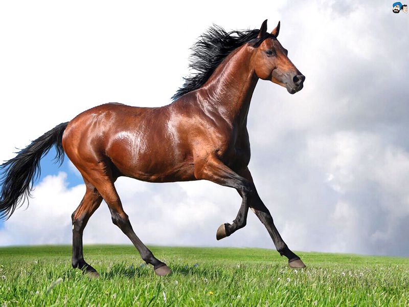 Дулат торы (әңгіме)