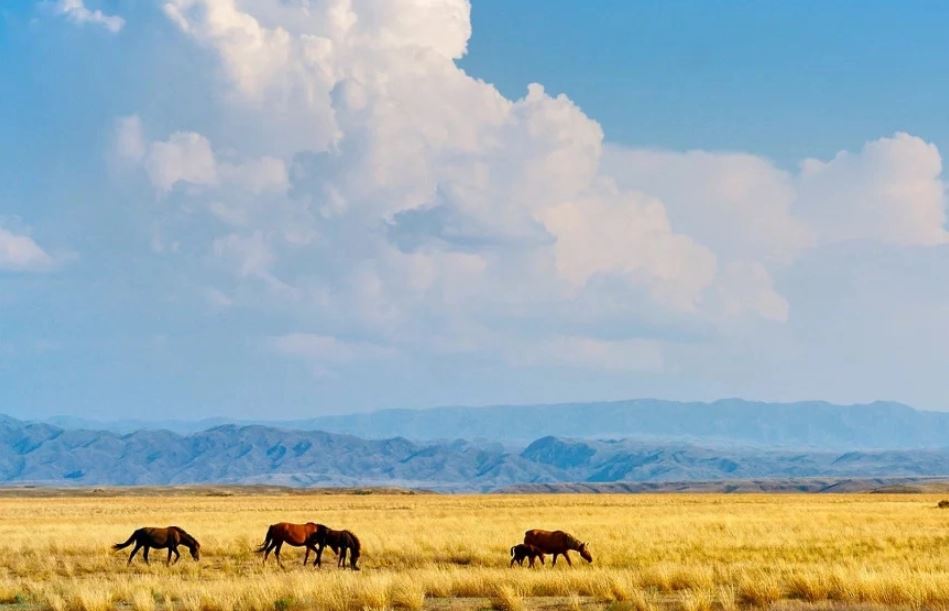 Халық қалауы 