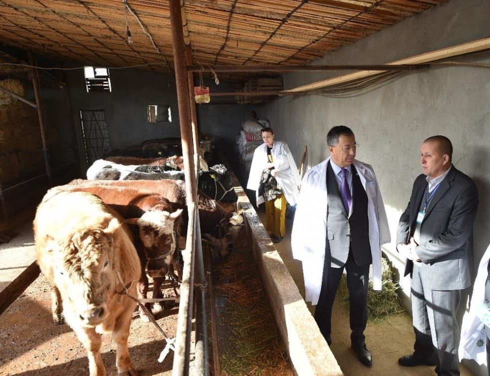 Сайрам ауданында 52 млрд. теңгенің ауыл шаруашылық өнімі өндірілді