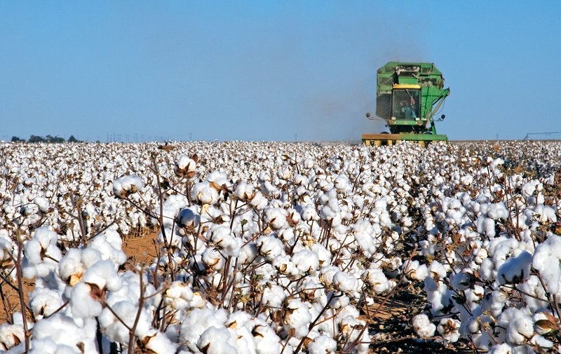 Оңтүстіктің мақтасы он елге экспортталуда