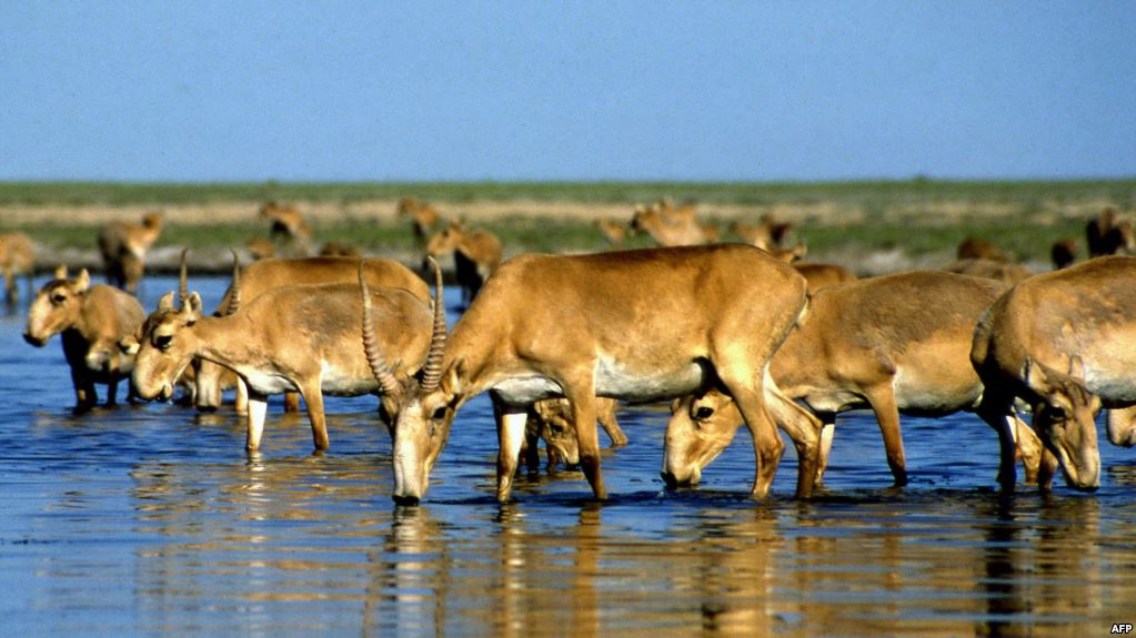 Ұлыбритания ветеринария колледжі: Киік неге қырылды?
