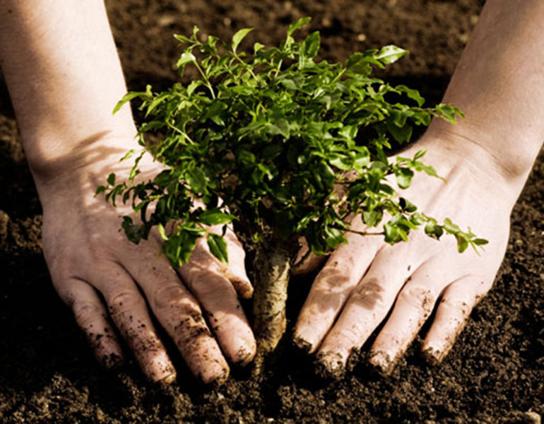 Елордада жаңа туған әр нәрестеге бір түп ағаштан отырғызылатын болады