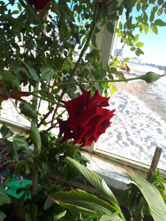 Сай-Өтес ауылындағы жылыжайда тропикалық жемістің 74 түрі өседі