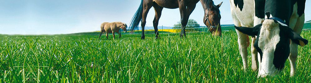 Агроөнеркәсіптік кешен:  Дағдылы қалыптан инновациялық қалыпқа өту

