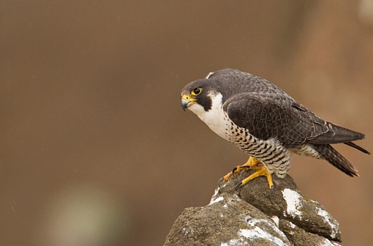 Астана әуежайынан сұңқар тұқымдасына жататын құстар табылды