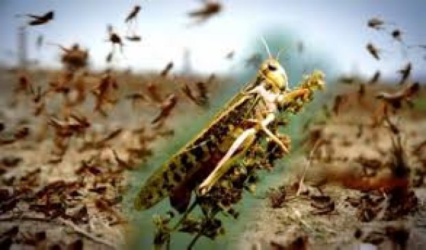 ОҚО-да шегірткенің қаупі күшейіп тұр
