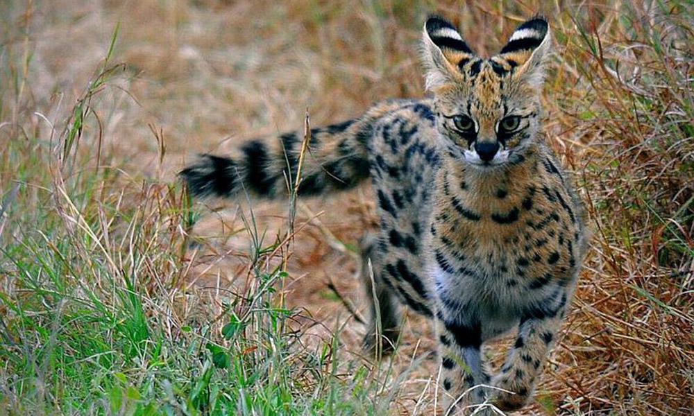 Өскемендегі зообаққа жабайы мысықтар әкелінді
