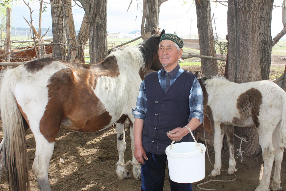 Сексенінде желі тартып, бие сауып жүрген Жайнақ Қосақбаев
