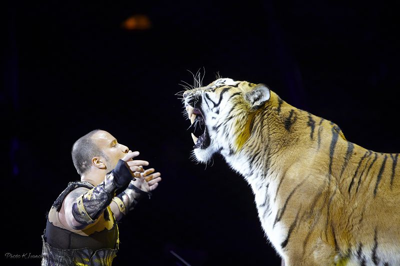 Жолбарысты жүгендеген әулет Алматыда өнер көрсетеді 