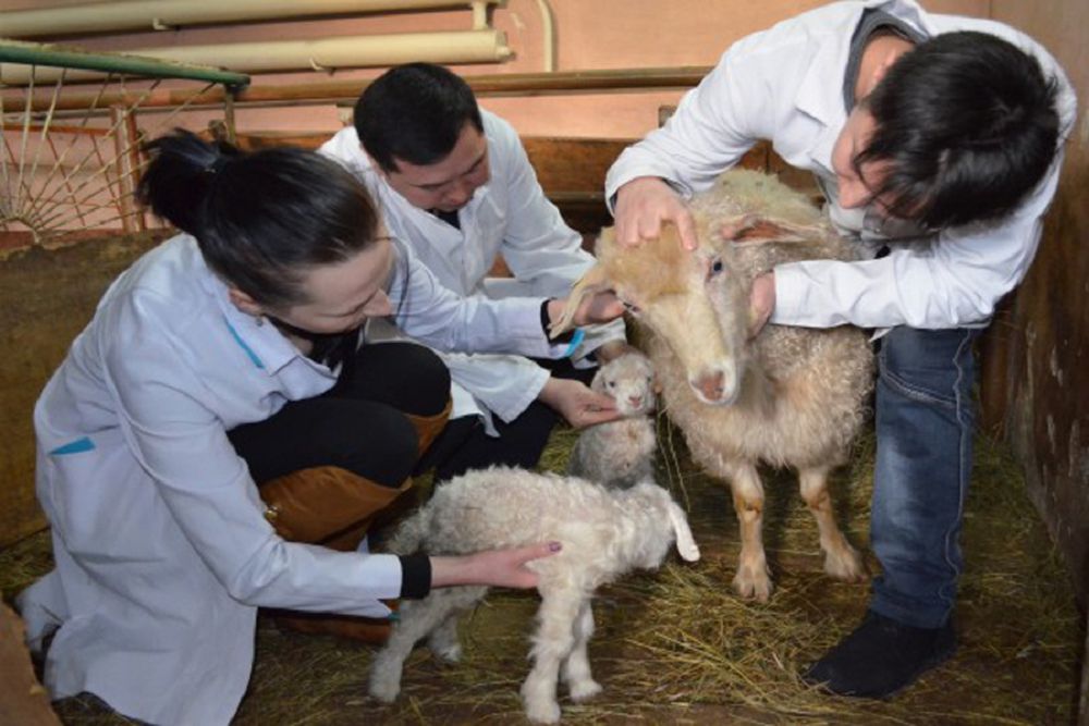 Малдәрігерлік қызмет уақыт талабына сай ма?