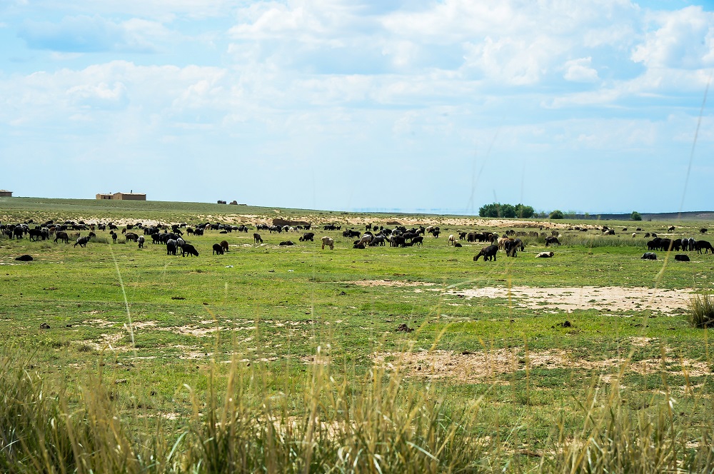 Қызылордада АӨК саласында 10 инвестициялық жоба жүзеге асырылмақ