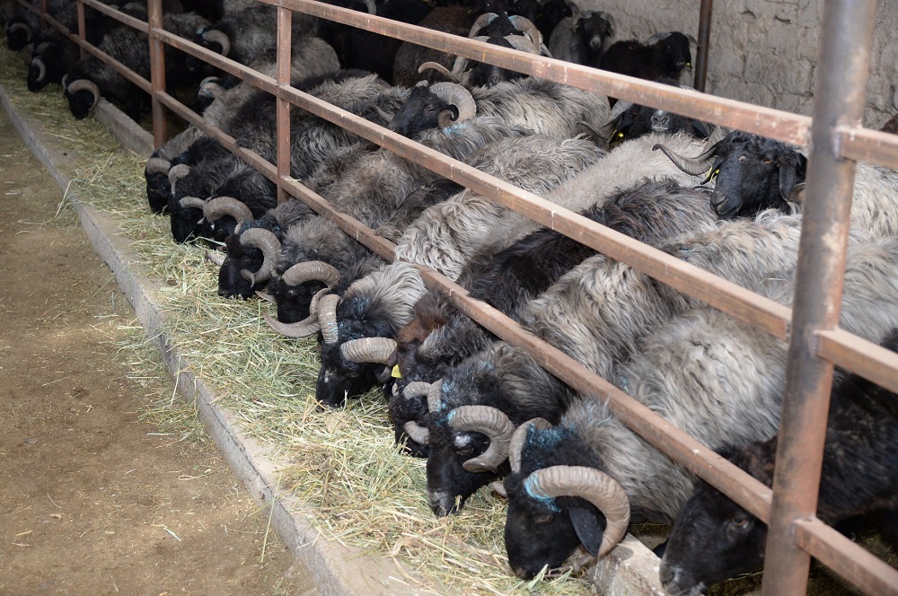 Биыл Сыр өңірінде он инвестициялық жоба іске асады