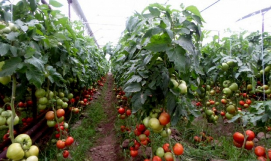 «Шелек фермерлері» жобасы Лондонда үздік әлеуметтік бастама ретінде танылды