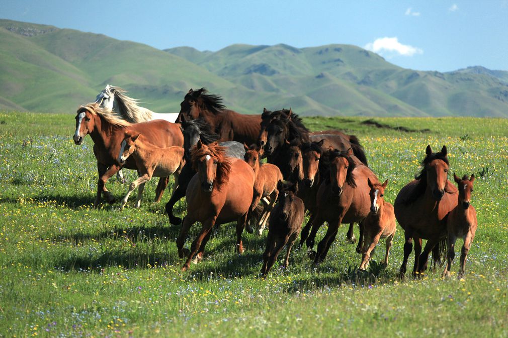 Көкқасқаның шатқалы