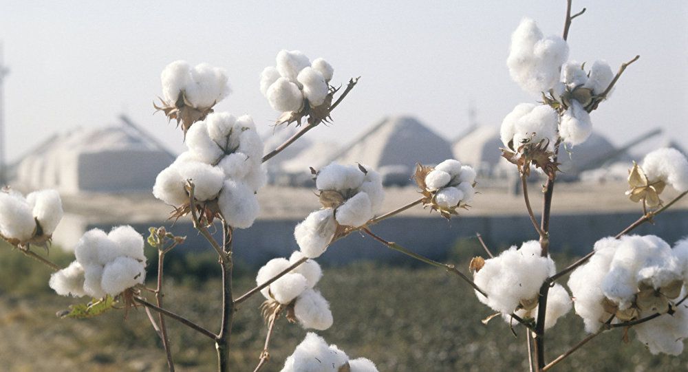 Мақта көбелегіне мән берілсе...