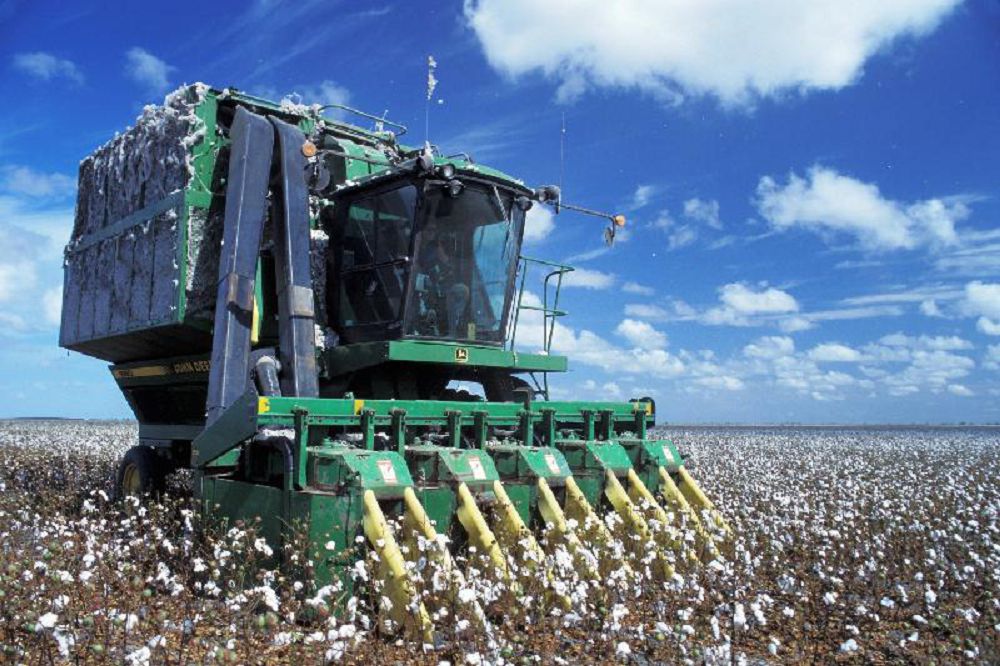 Қазақ жеріне алғаш мақта егілгеніне 100 жыл толды 