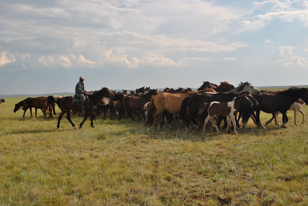 Жылқы – жайлаудың көркі