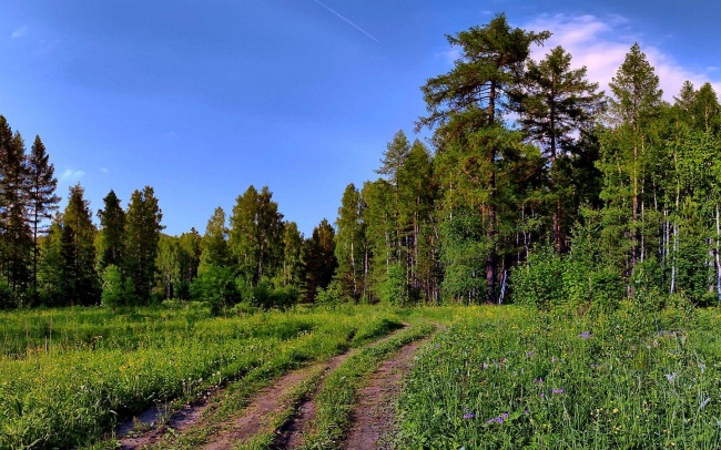 Оңтайландырамыз деп ормандарды құртып алмайық