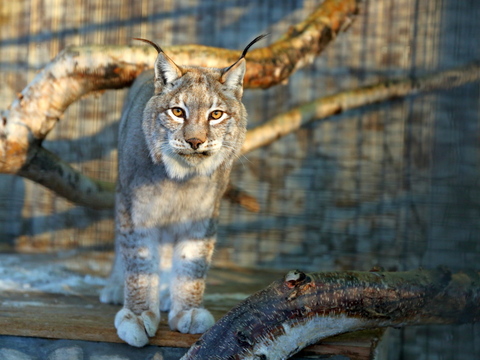 ШҚО-да жол бойында сілеусін жүр