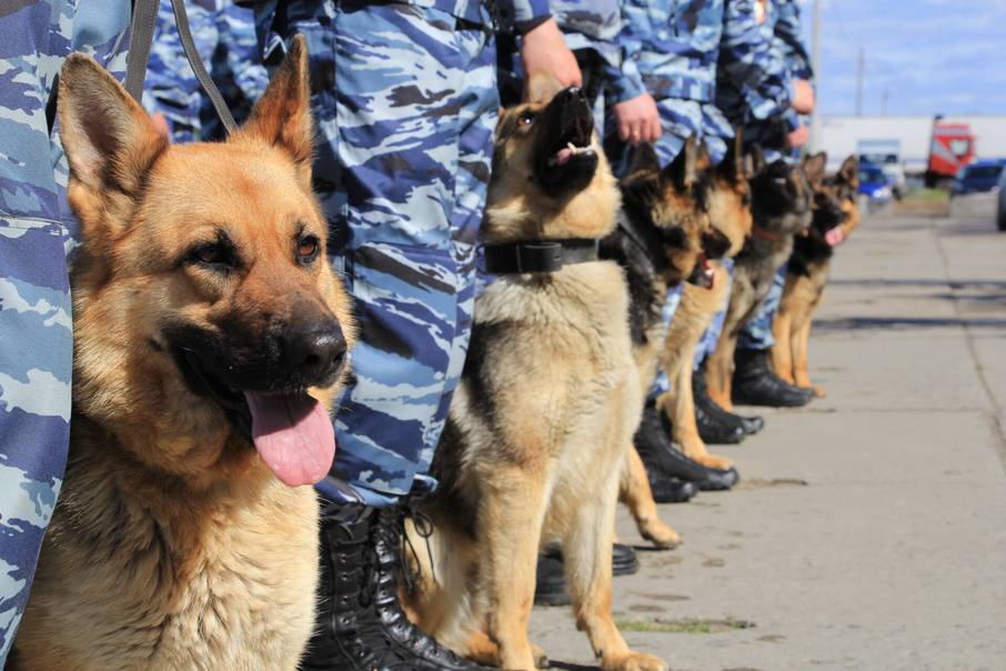 Батысқазақстандық ізшіл иттер 300-ден аса қылмыс ашты