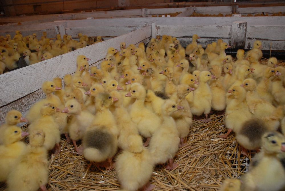 Теңдесі жоқ жобаның тегеуріні импортты ығыстырады