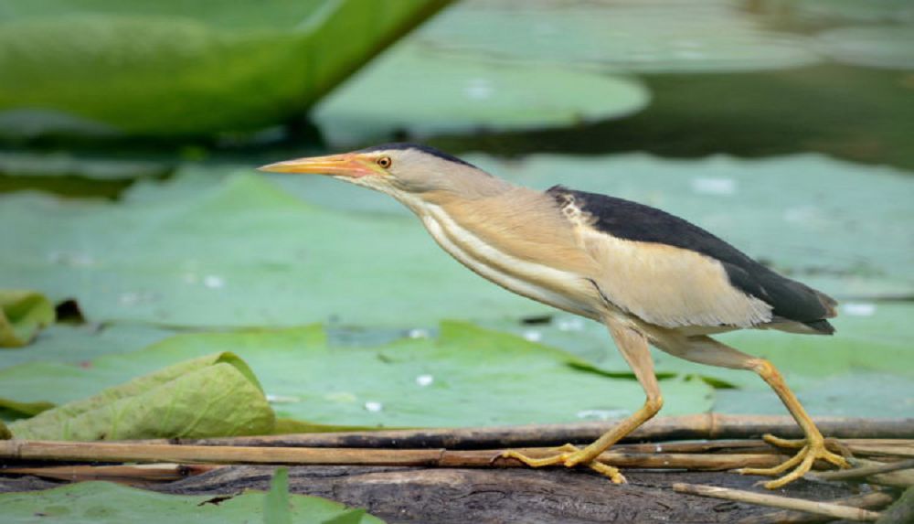  Әулиеатаға сирек кездесетін әупілдек келді