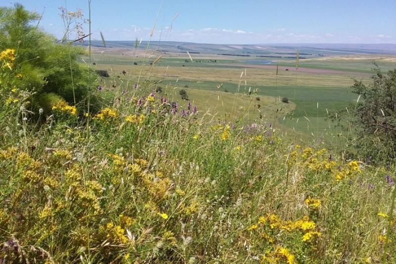 Тараз қаласы маңында абаттандыру жұмыстары жүргізілмек