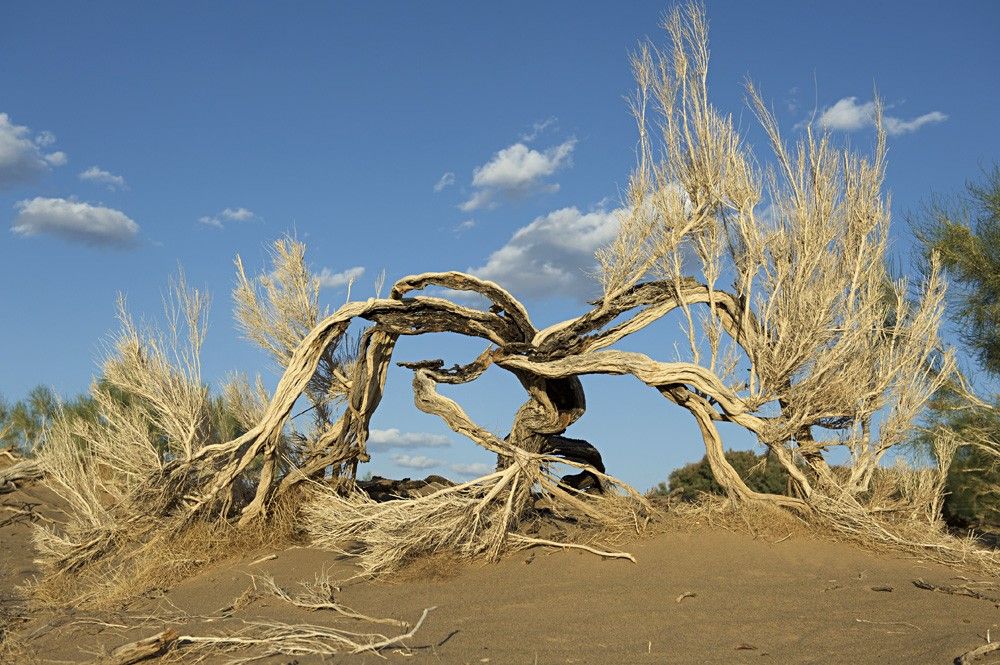 Ресейден секс-құлдарды экспорттау Ресейден секс-құлдарды экспорттау