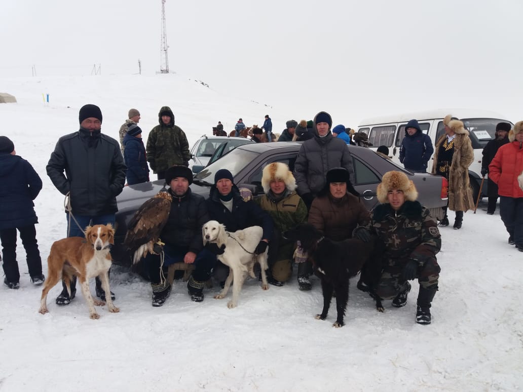Баянауылдық  Ақбақай, Сарықасқа, Аққұс, Лашын атты тазылар  жүлделі оралды