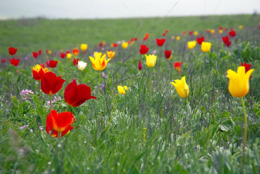 Қызғалдақтар, сарғалдақтар